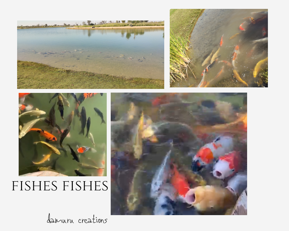 Fishes at Love lake
